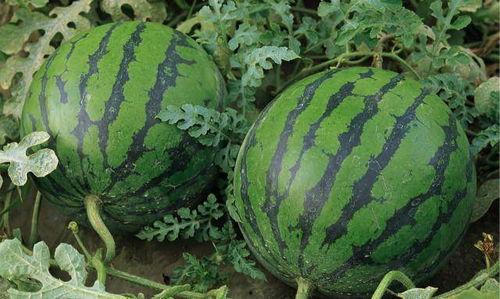 新疆网红吃瓜事件真相,真相与误解的交织 第1张 新疆网红吃瓜事件真相,真相与误解的交织 第1张